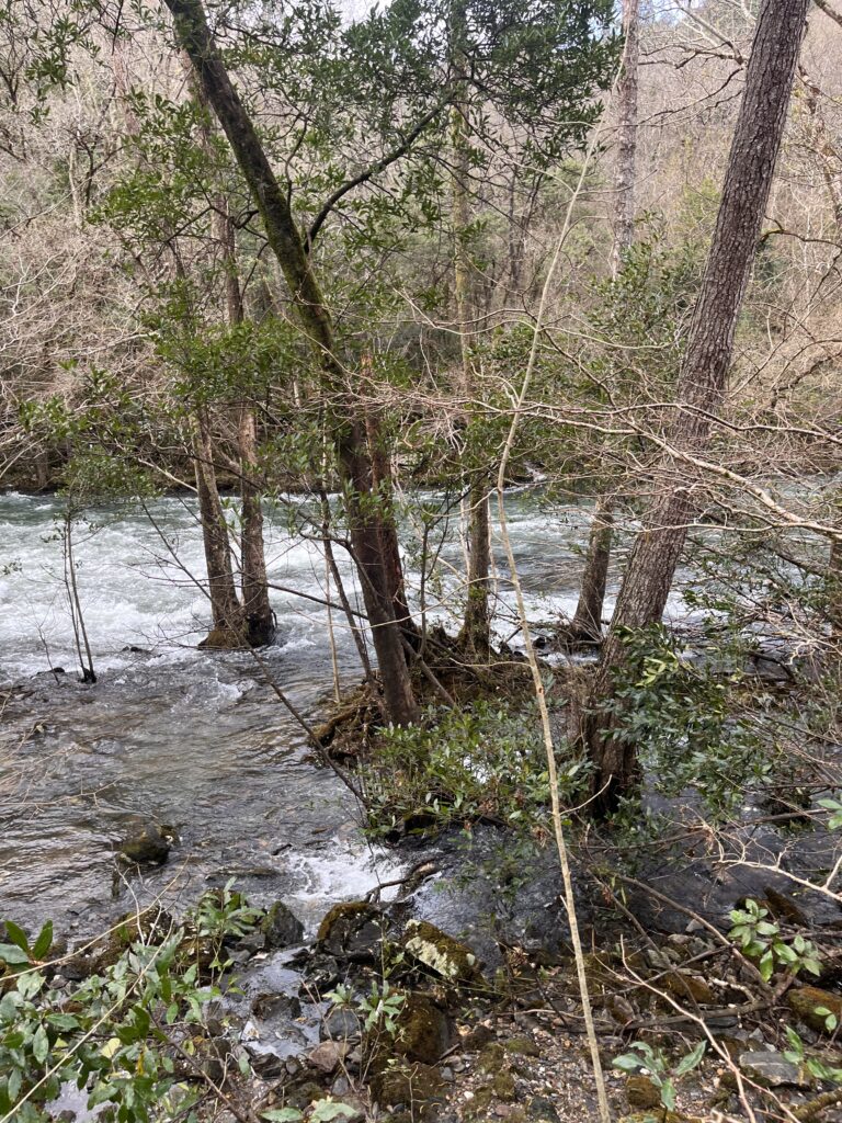 Bosque de ribera con alisos y fresnos en las Fragas do Eume Bosque de ribera con alisos y fresnos en las Fragas do Eume