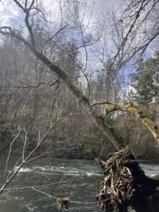 Río Eume atravesando el bosque atlántico de las Fragas do Eume
