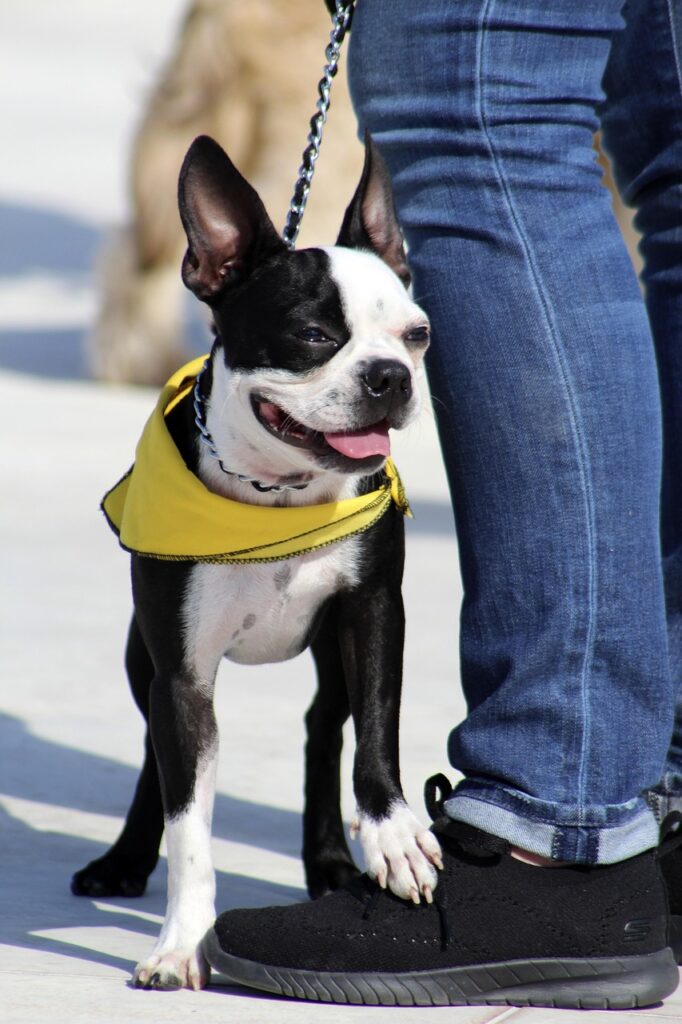 perro, trust, attachment, love, dog love, dog training, show of affection, companionship, esteem, puppy, happy dog, boston terrier, boxwood, boston bull, boston terrier, boston terrier, boston terrier, boston terrier, boston terrier